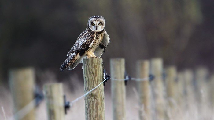 Short-eared owl perched on a wooden fence post