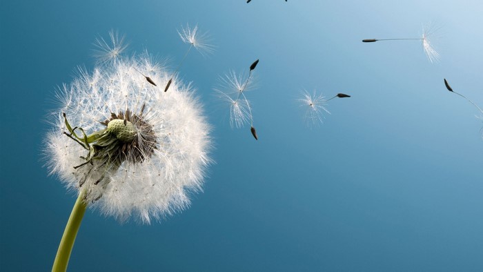 Dandelion Seeds Blowing in the Wind