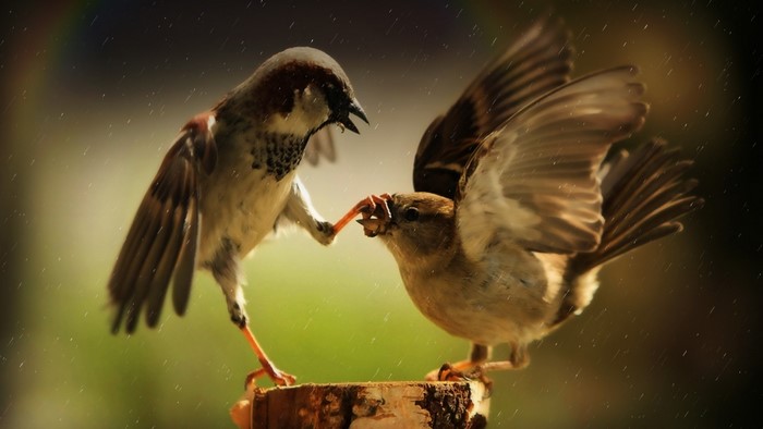 Two sparrows fighting over food