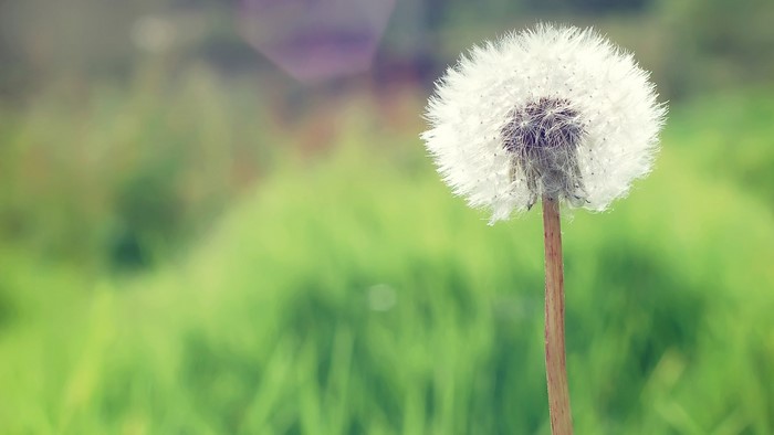 Dandelion in a green field