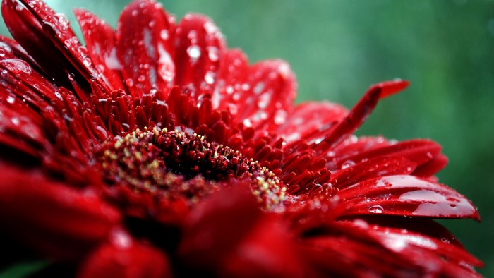 Red Gerbera Daisy with Water Droplets