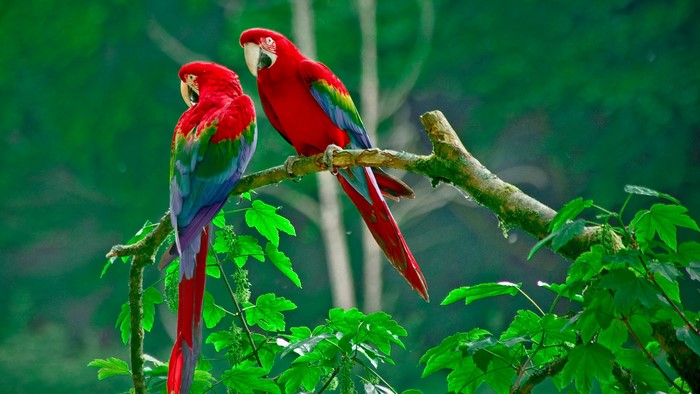 Two colorful macaws perched on a branch