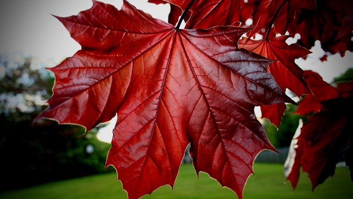 Red Maple Leaf Close-up