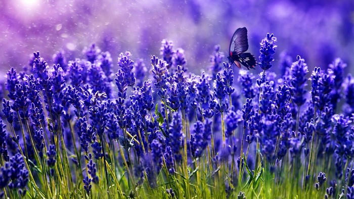 Butterfly on a Lavender Field