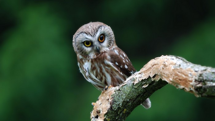 Northern Saw-whet Owl perched on a branch