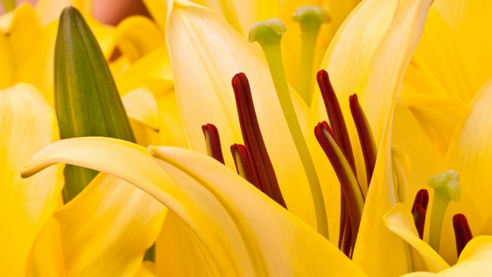 Close-up of Yellow Lilies with Red Stamens