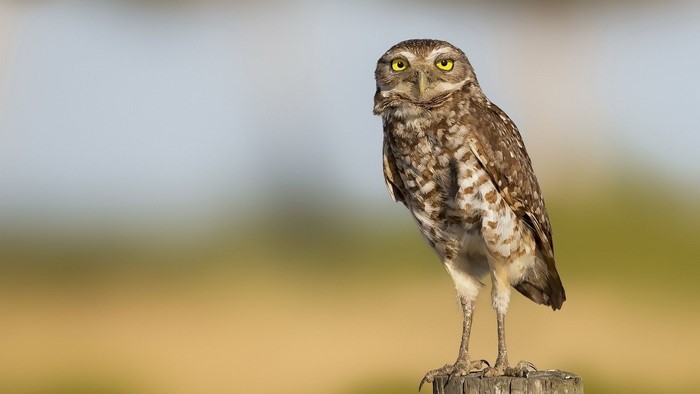 Burrowing Owl perched on a wooden post