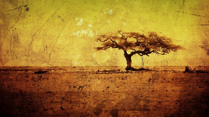 Grunge tree in a dry landscape
