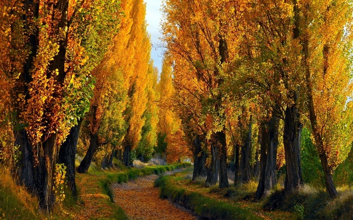 Autumn trees lining a path with fallen leaves