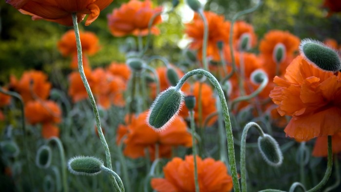 Orange Poppy Field with Buds