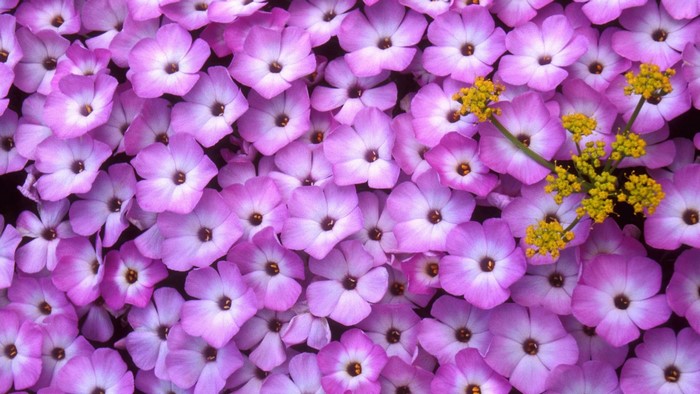 Purple Phlox flowers with yellow Lomatium