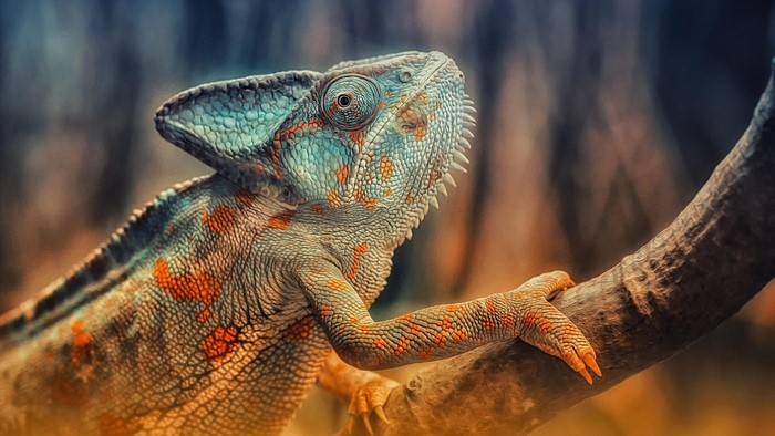 Chameleon on a branch