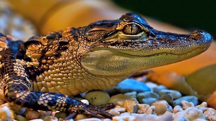 Little Alligator on Pebbles
