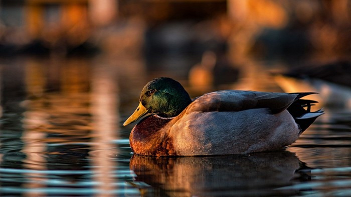 Mallard Duck on Water