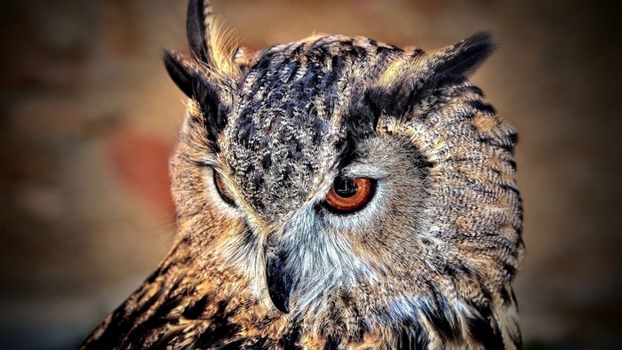 Close-up of an owl's face