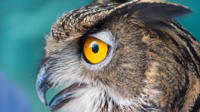 Closeup of an Owl's Face