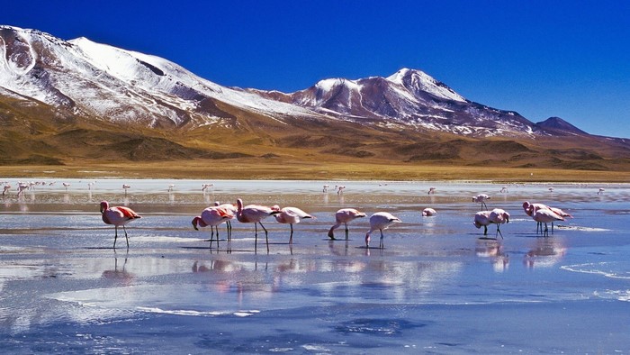 Flamingos on a salt flat in Bolivia with snow-capped mountains