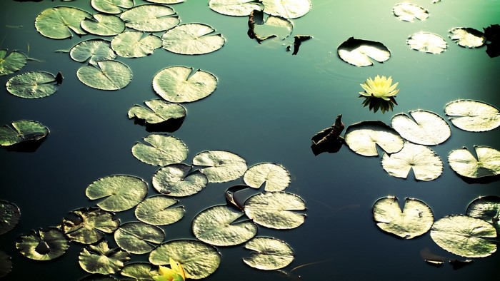 Lily pads and a yellow water lily on dark water