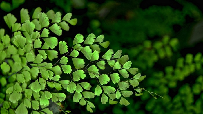Close-up of delicate green fern leaves