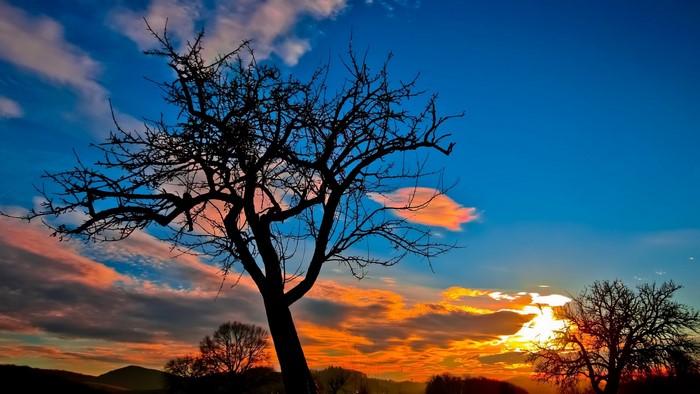 Silhouette of a tree against a sunset sky