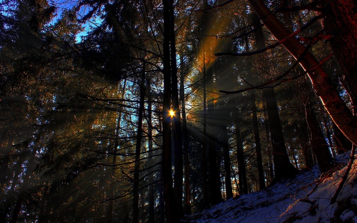 Sunbeams through a dark forest with snow