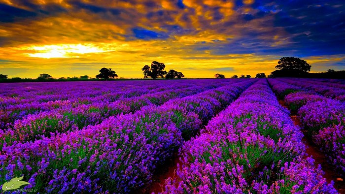 Lavender Fields at Sunset