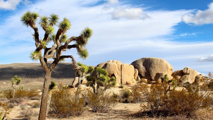 Joshua Tree National Park Landscape