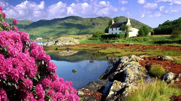 Scottish Highlands Landscape with House and Flowers