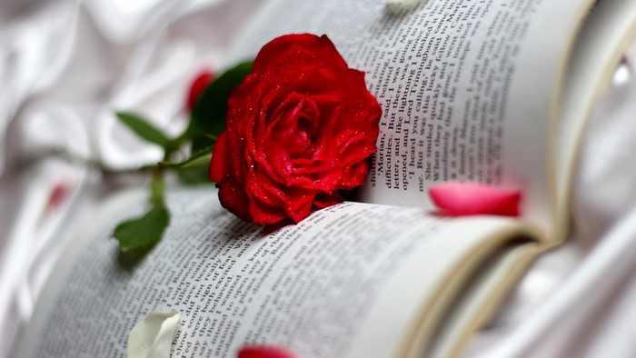 Red Rose on Open Book