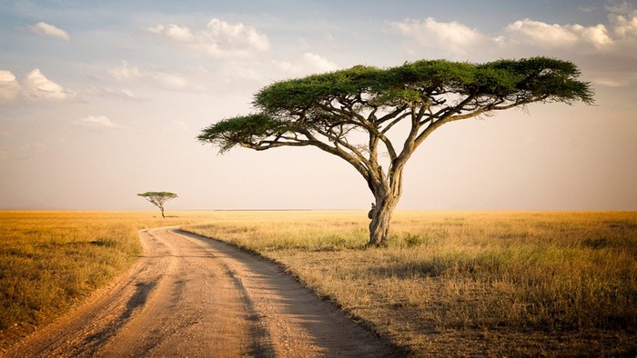 Serengeti Park Tanzania Acacia Tree Road
