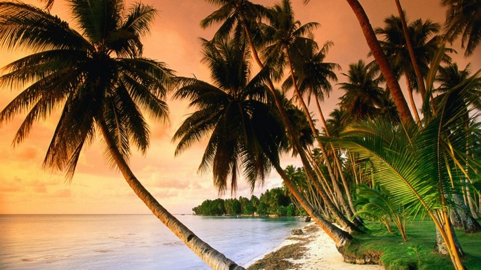 Tropical beach with palm trees at sunset