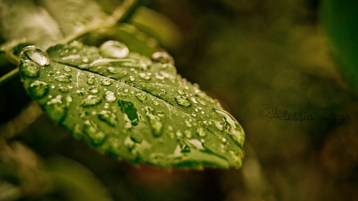 Leaf with water drops and signature