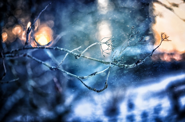 Bare tree branches in winter with falling snow