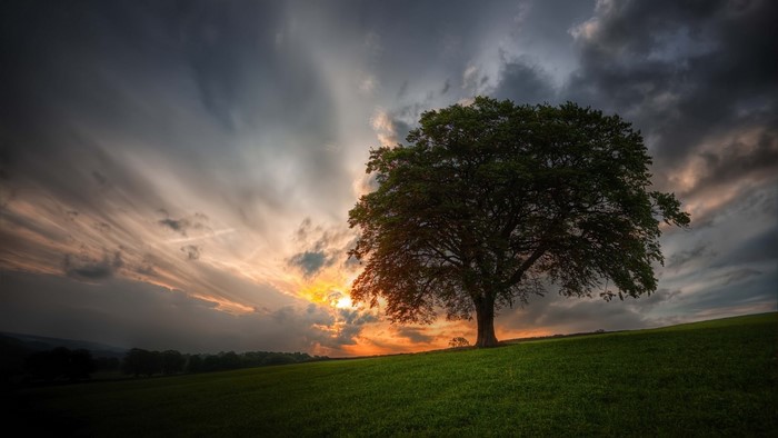Tree on a grassy hill at sunset