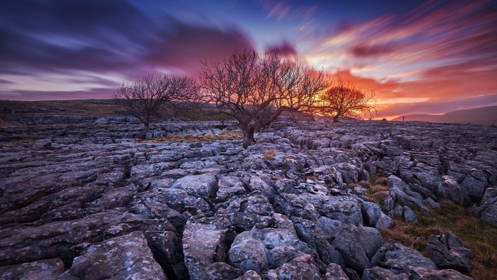 Bare trees on rocky ground at sunset