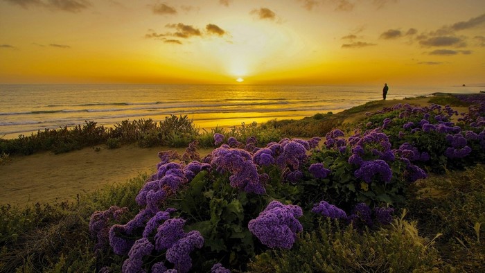 Sunset over the Pacific Ocean in California with purple flowers