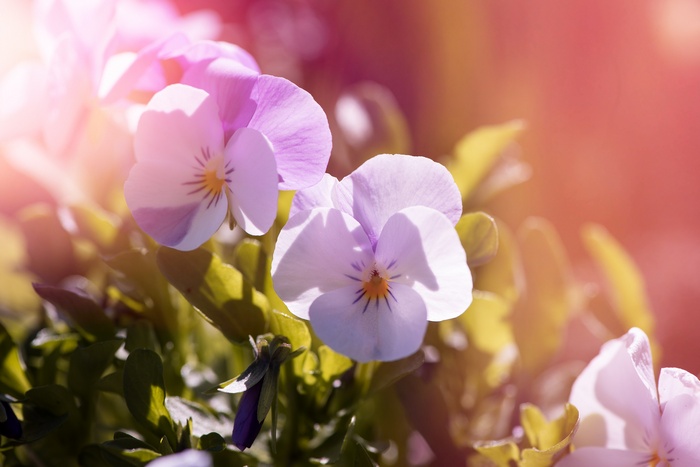 Close-up of Pansy Flowers in a Garden
