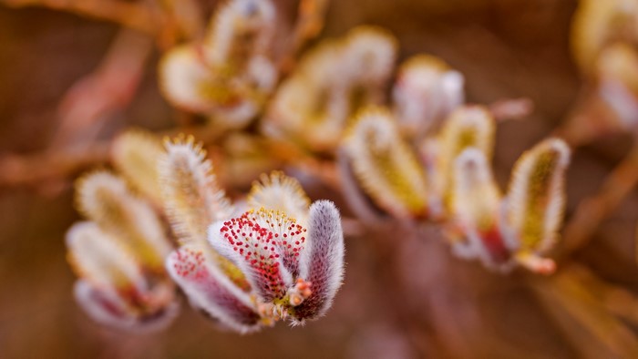 Close-up of Pussy Willow Catkins
