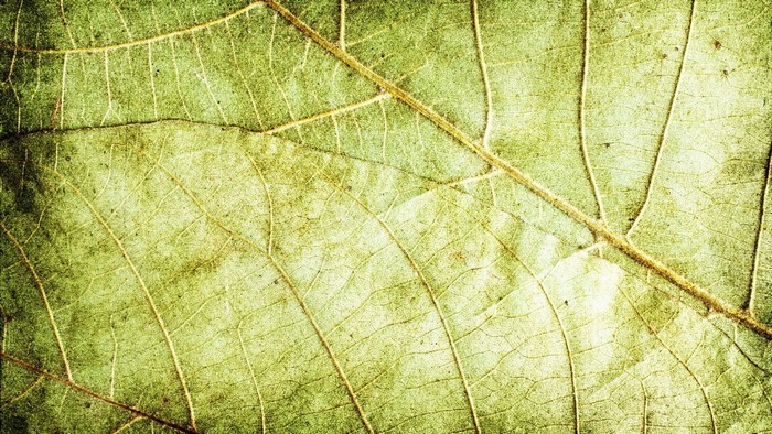 Close-up of a green leaf with visible veins