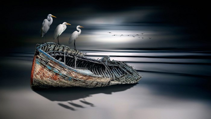 Three white egrets on a shipwreck at dusk
