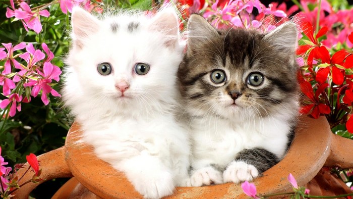 Two fluffy kittens in a flower pot
