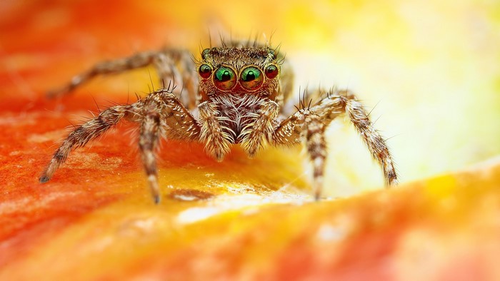Close-up of a jumping spider