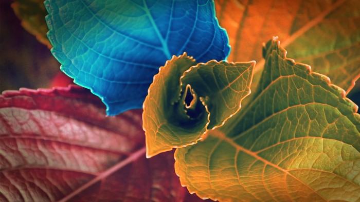 Close-up of colorful autumn leaves