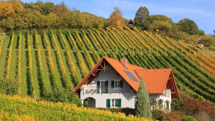 House in the middle of vineyard fields