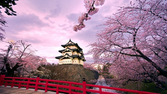 Hirosaki Castle surrounded by cherry blossoms in Japan