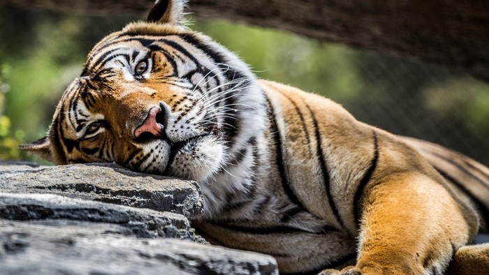 Tiger resting on rocks