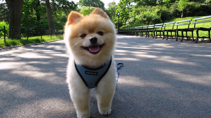 Pomeranian dog wearing a harness in a park