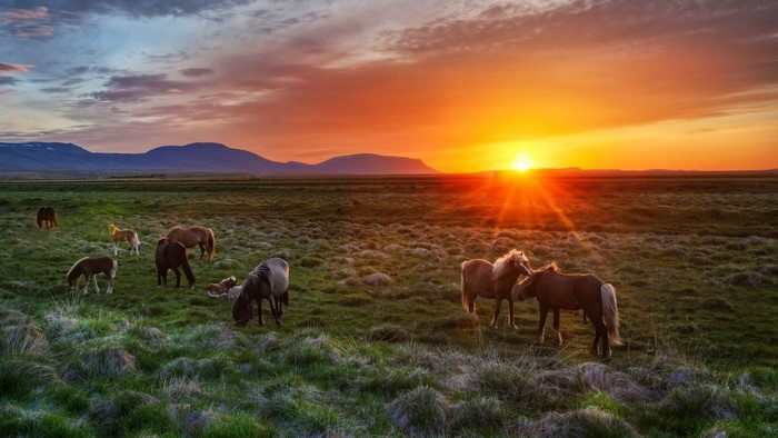 Horses grazing in a field at sunset