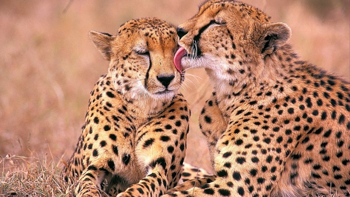 Two Cheetahs Grooming Each Other in Grass
