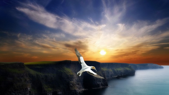 Bird flying over cliffs at sunset
